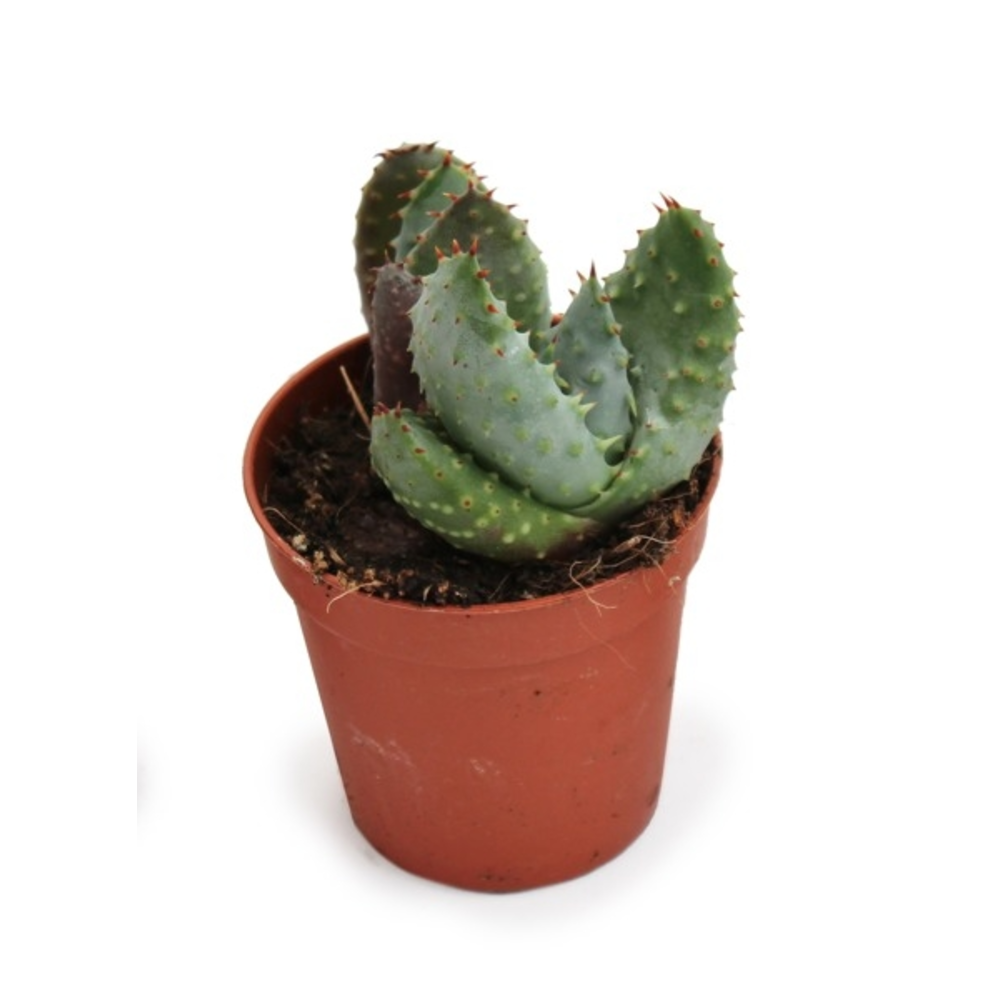 cactus maceta 5