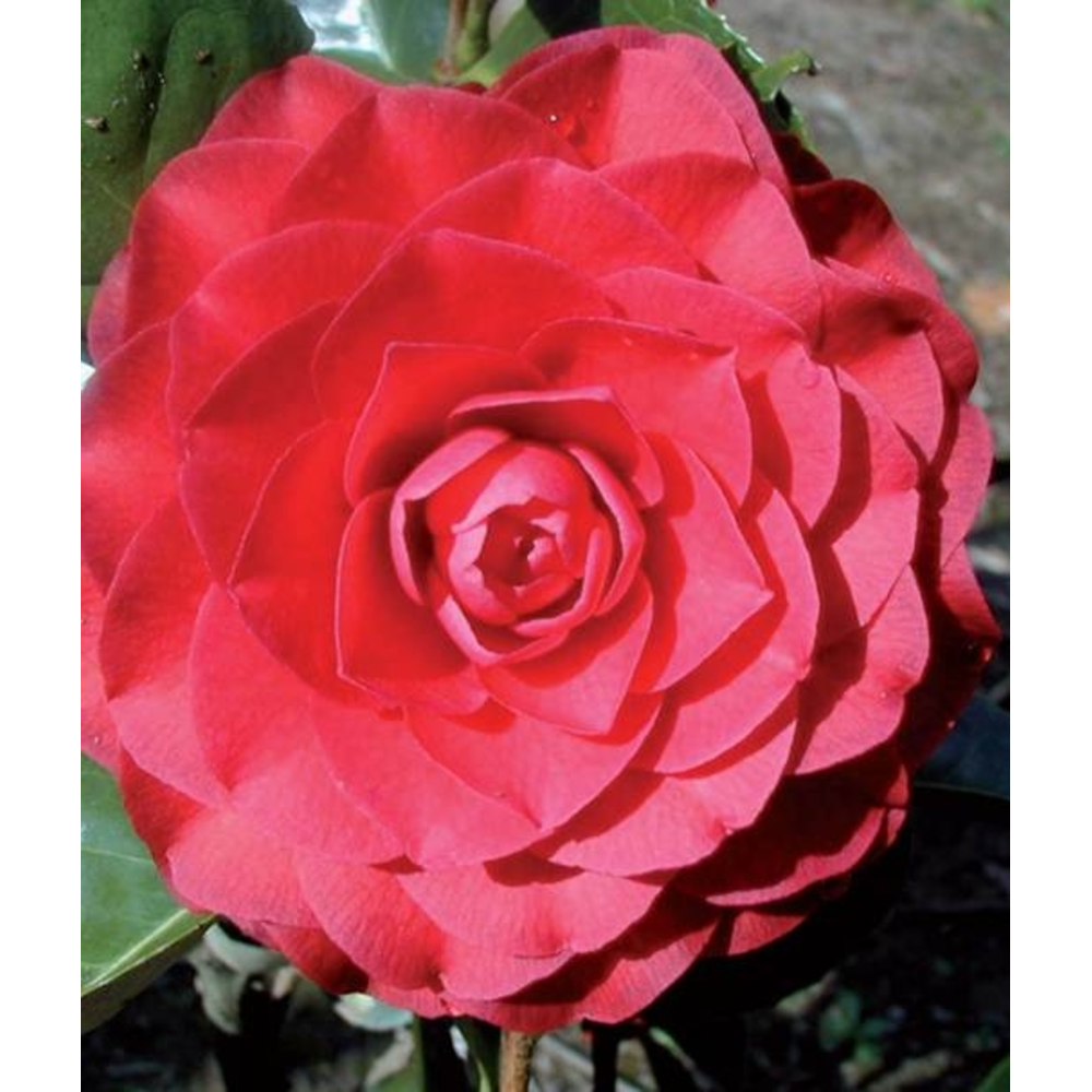 CAMELIA VARIEDADES 3L
