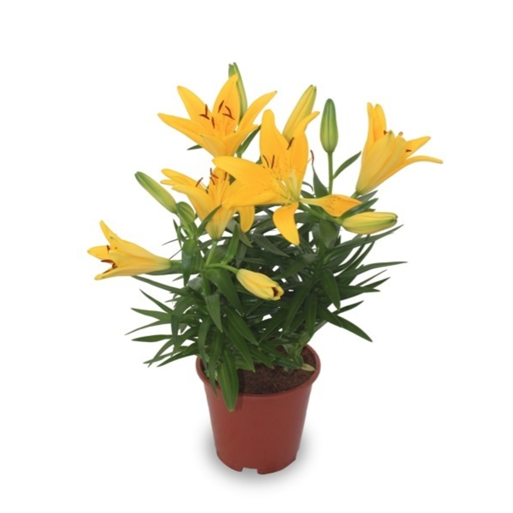 LILIUM ASIATICO M-12
