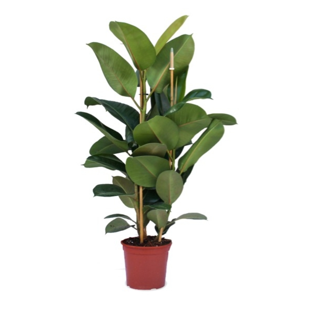 FICUS ROBUSTA 4L