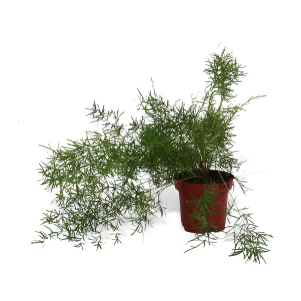 ESPARRAGUERA planta de interior