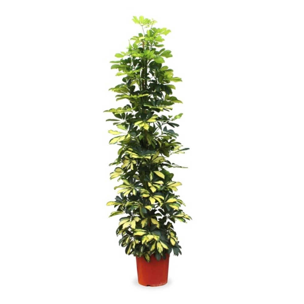 SCHEFFLERA GOLD 10L