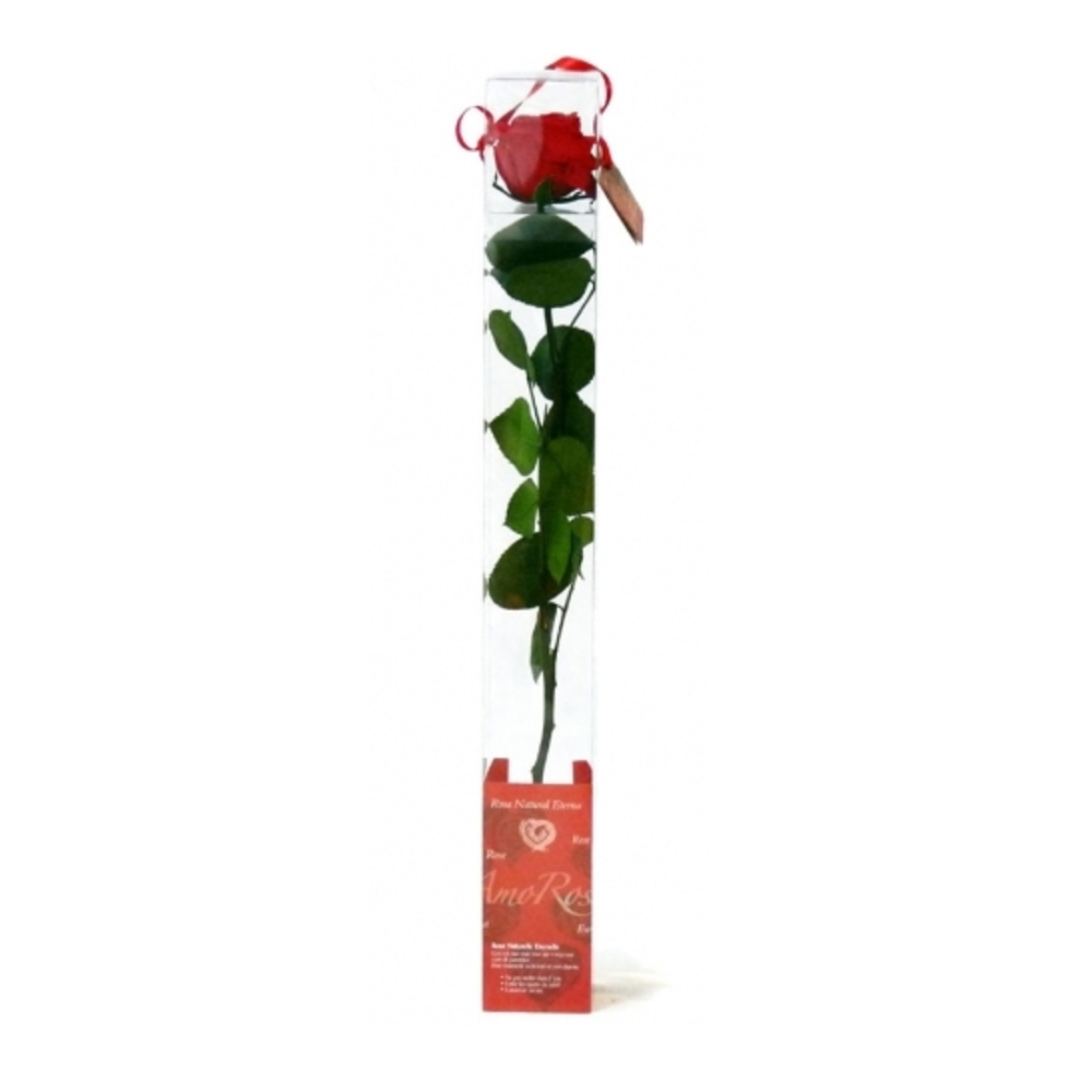 ROSA ETERNA ROJA