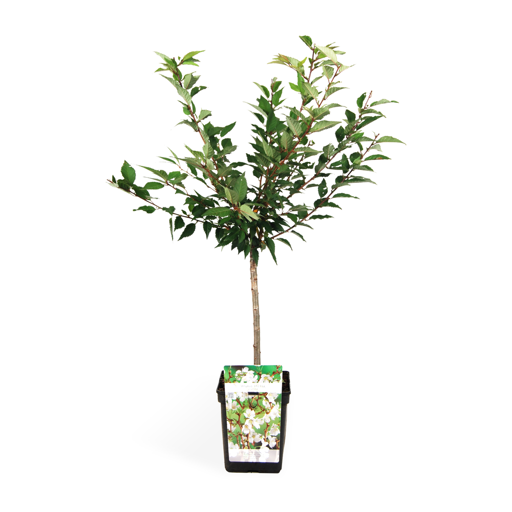 Variedades de Arbusto Prunus
