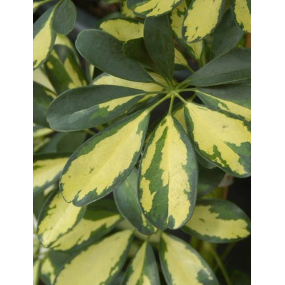 SCHEFFLERA GOLD 5L