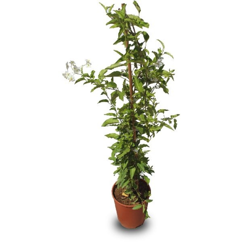 Planta Trepadora Velo de Novia en Maceta de 3 litros