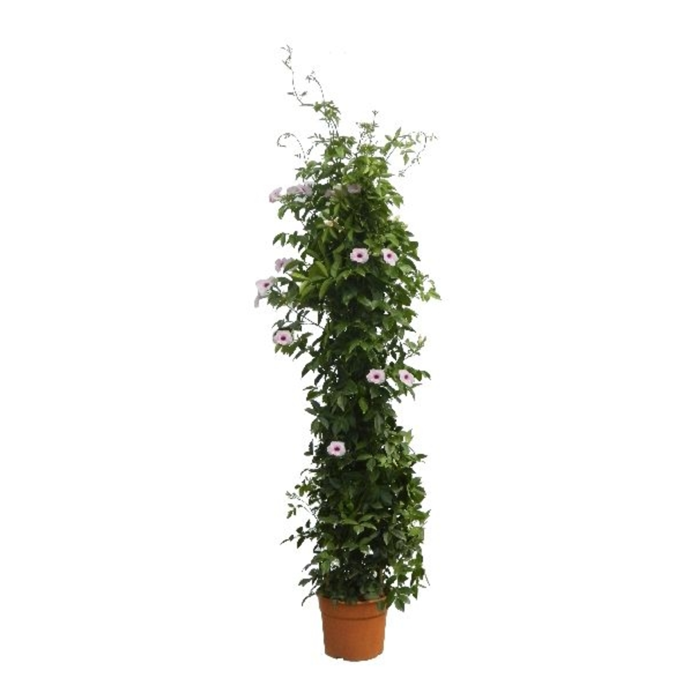PANDOREA 5L
