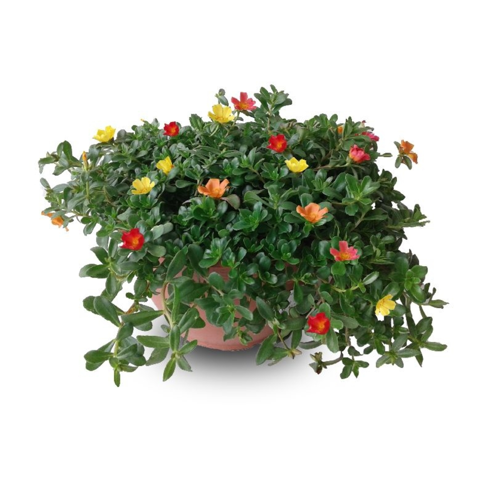 PORTULACA T25