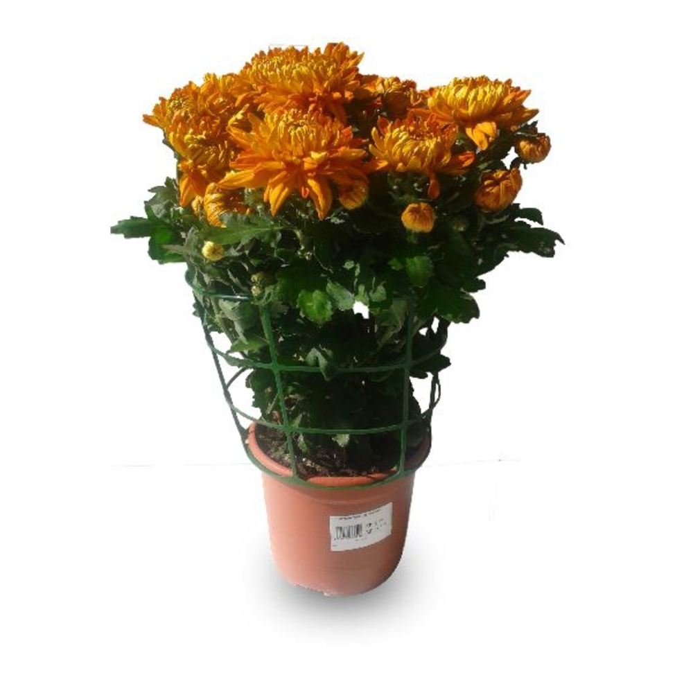 CRISANTEMO TURNER 3L