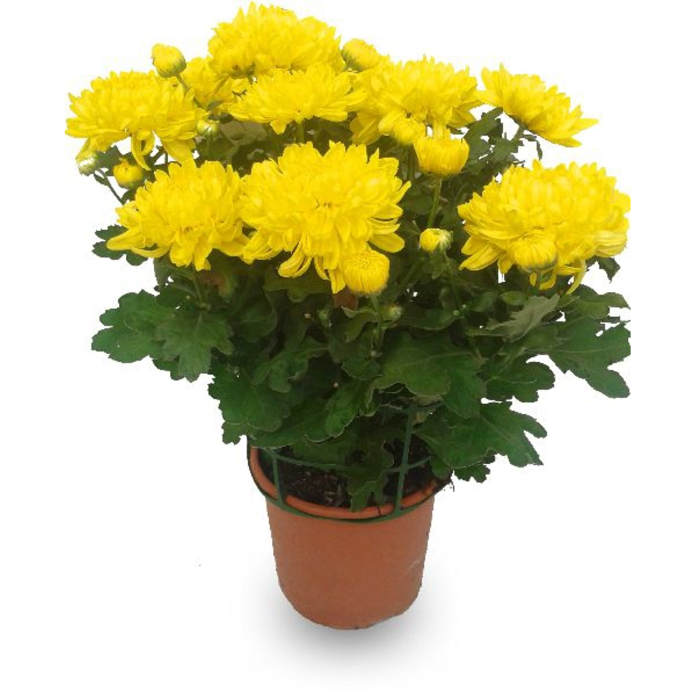 CRISANTEMO TURNER 3L