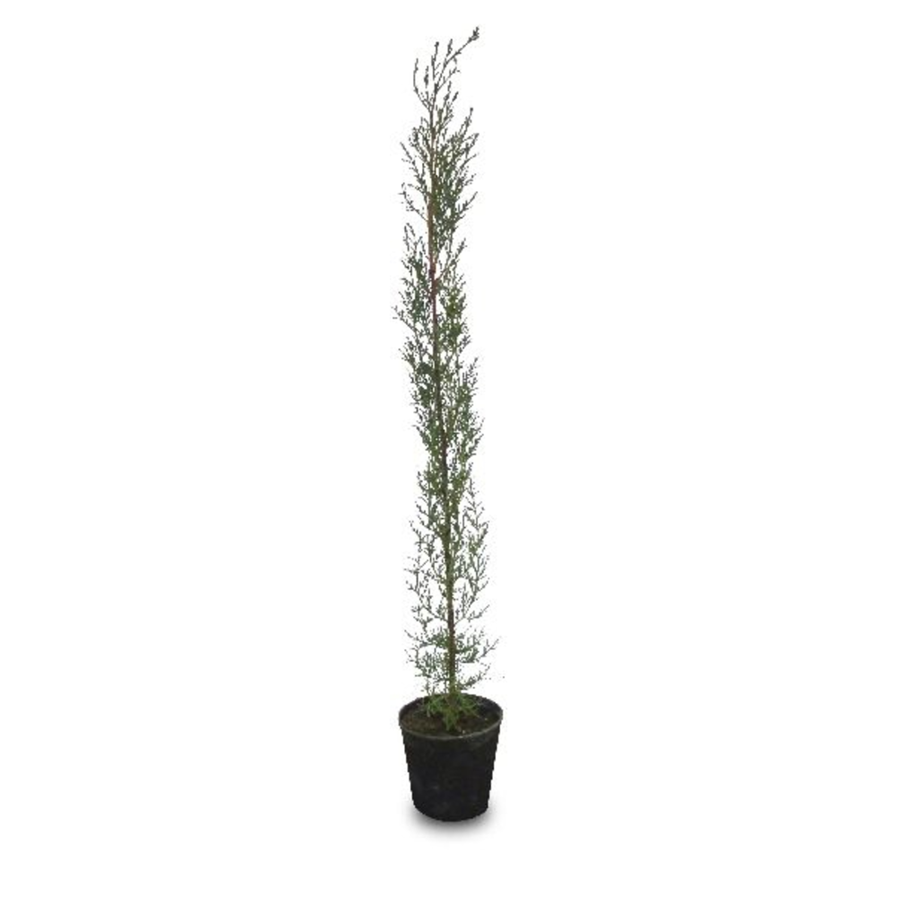cipres cupressus sempervirens
