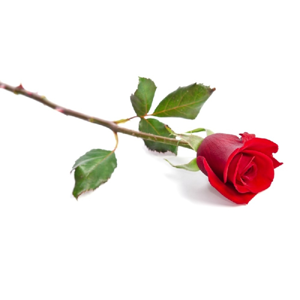 ROSA TALLO 40/50