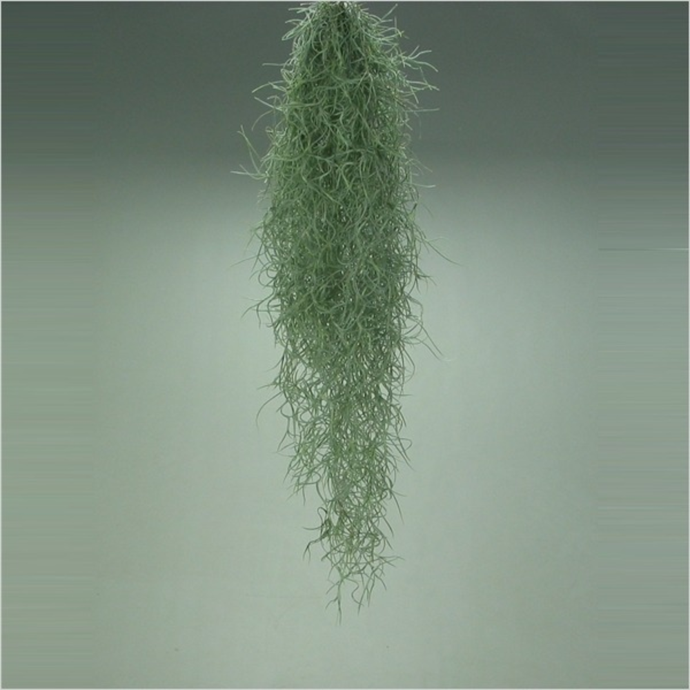 Tillandsia