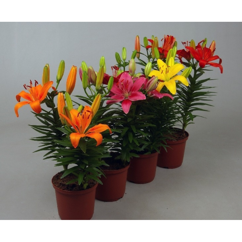 LILIUM ASIATICO M-12
