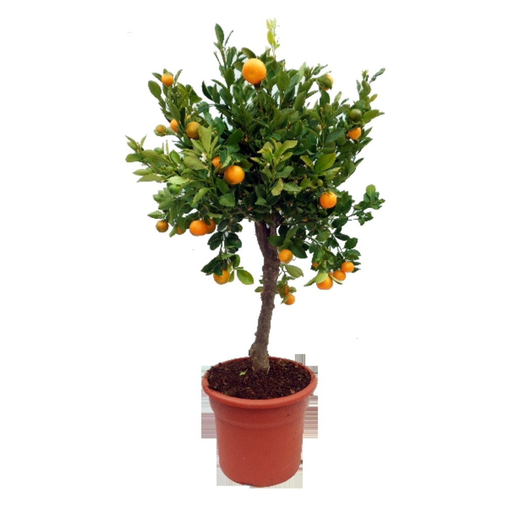 CALAMONDIN COPA EN MACETA DE 15 LITROS