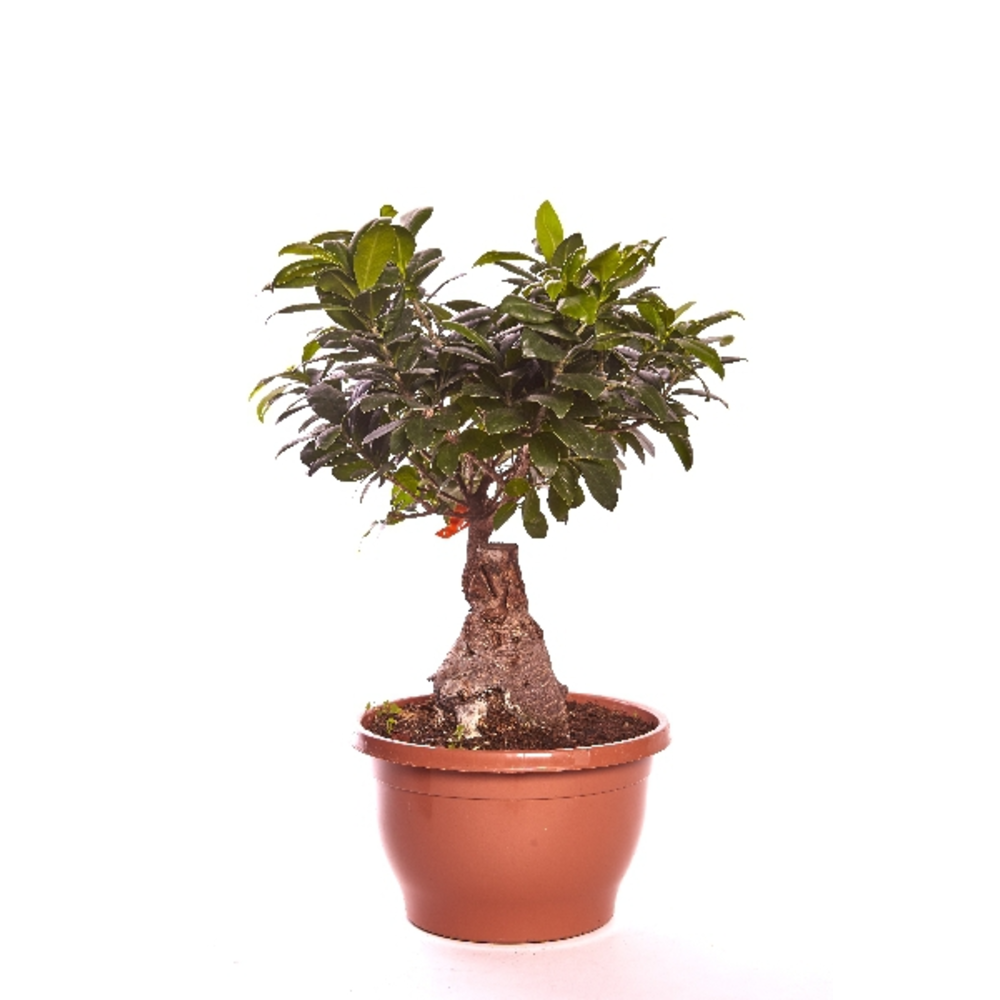 FICUS MICROCARPA GINSENG T25