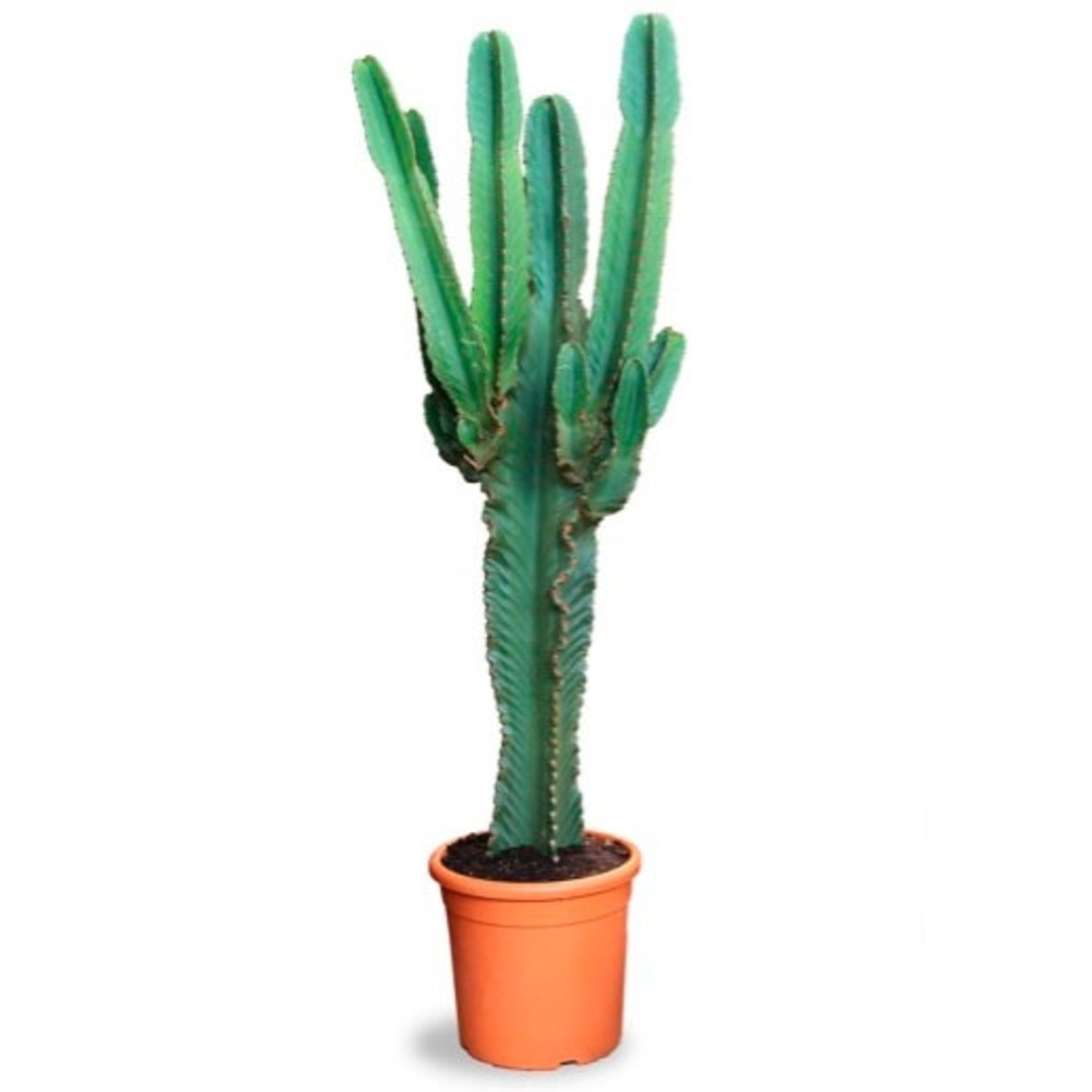 cactus euphorbia ramificada