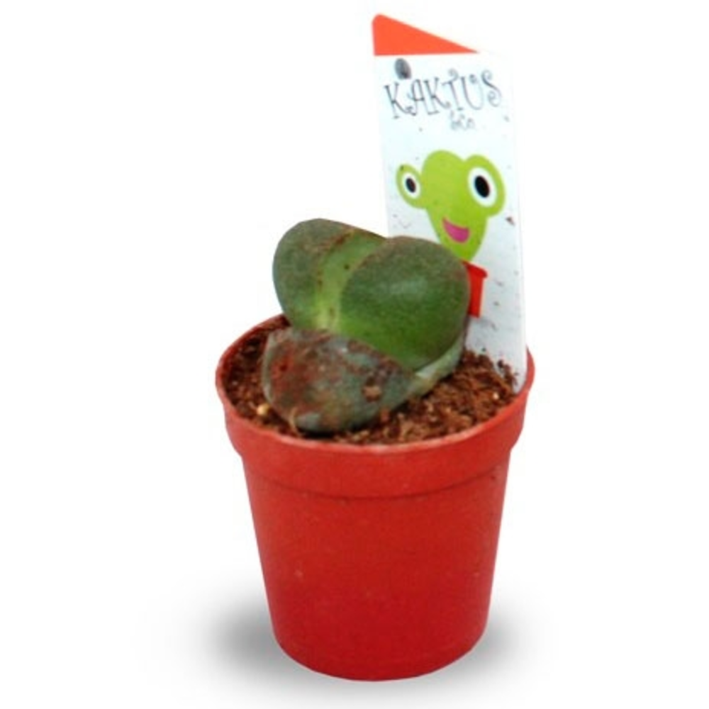 LITHOPS en maceta