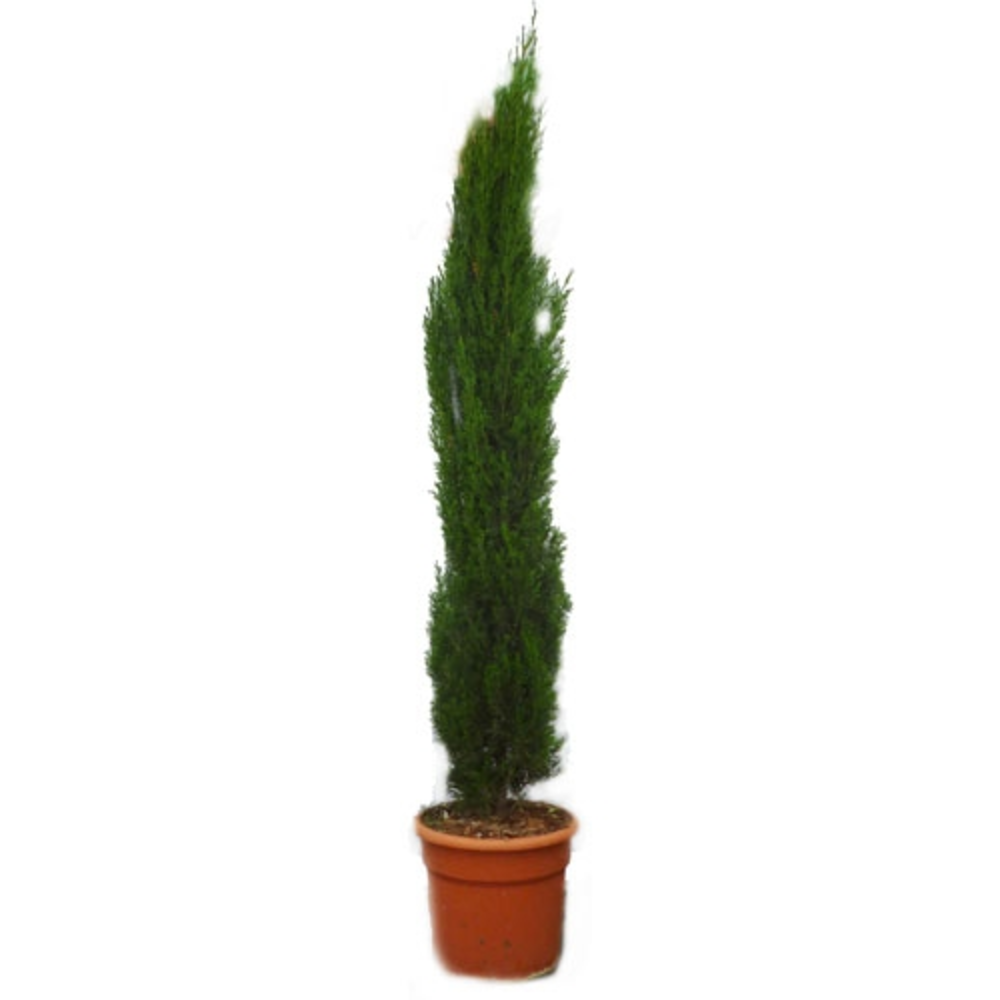 CUPRESSUS TOTEM MACETA 10 LITROS