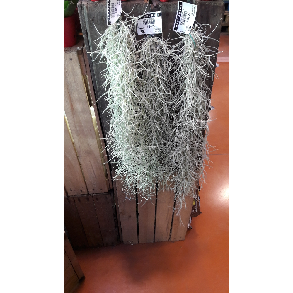 Tillandsia