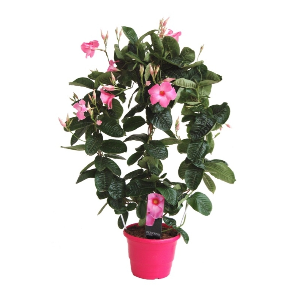 JAZMIN DE CHILE 3L ESPALDERA 7CM