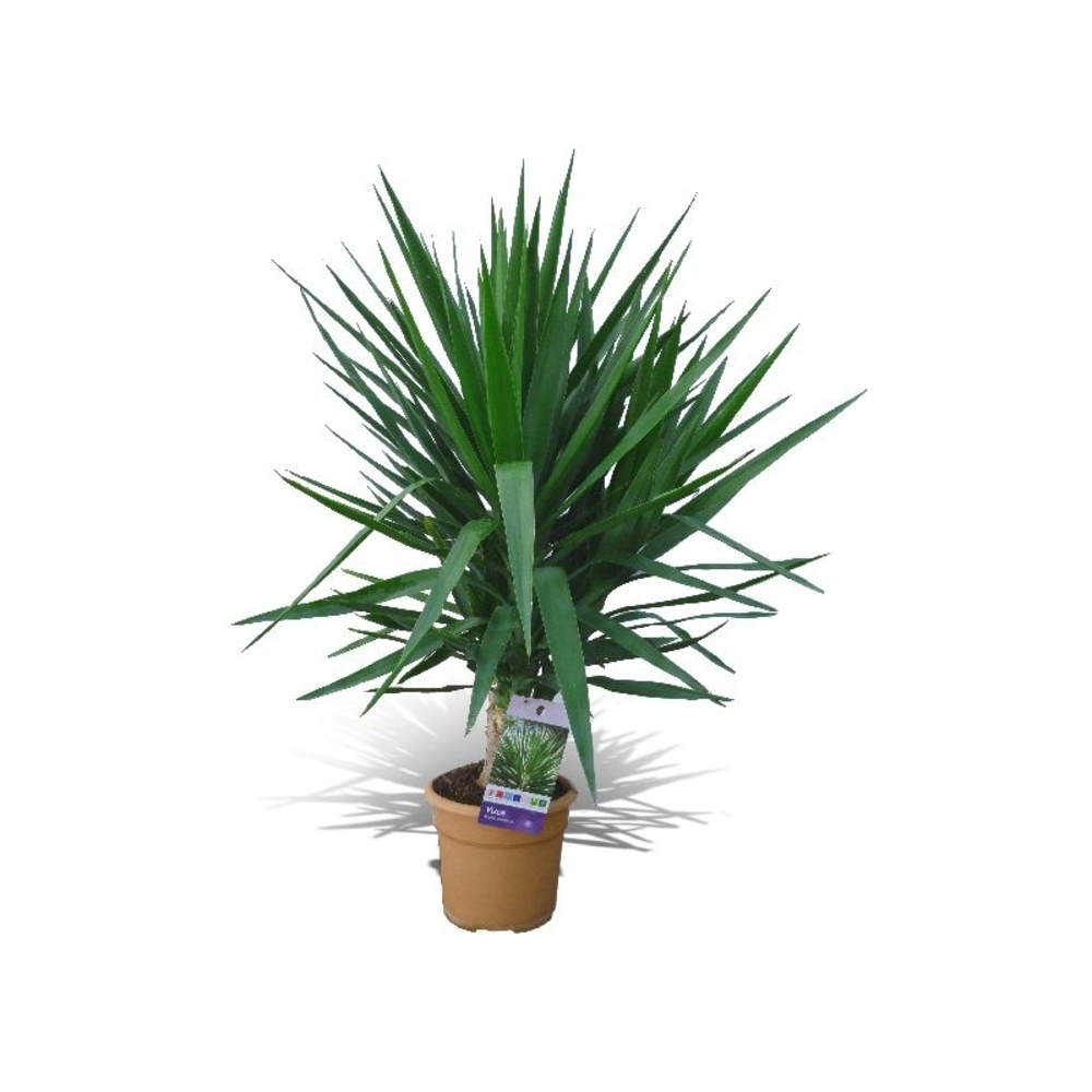 PALMERA YUCCA EXTERIOR MACETA 5 LITROS