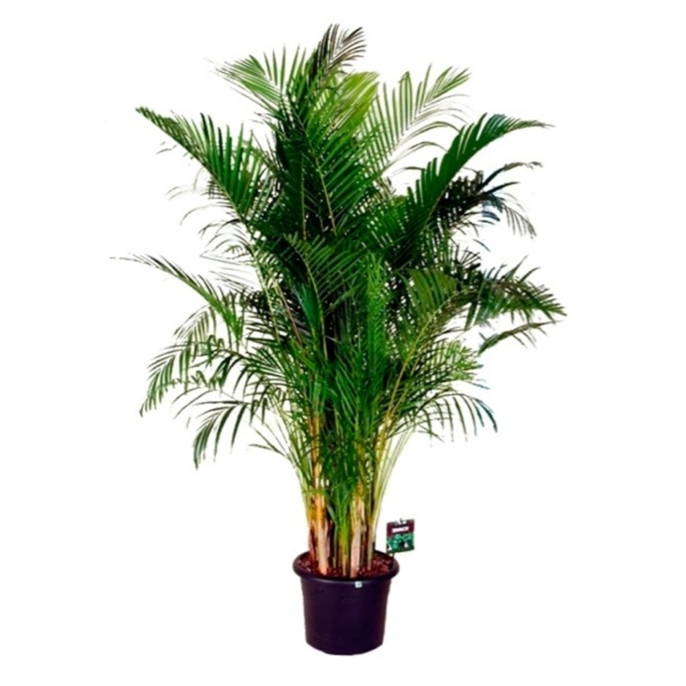 Areca Planta verde de interior