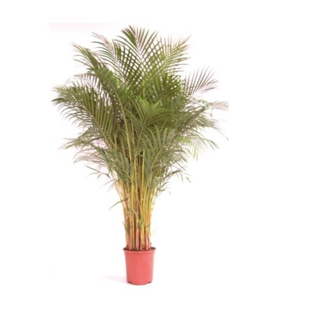Areca Planta verde de interior