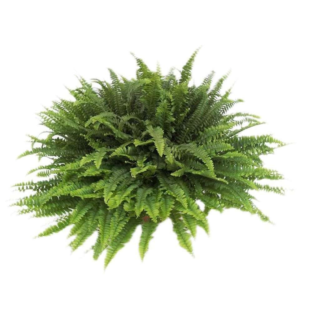 Helecho - Planta online Verdecora