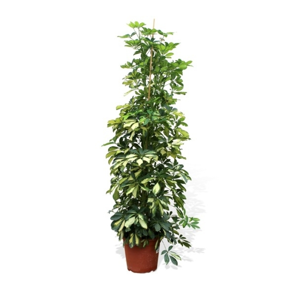 SCHEFFLERA GOLD 5L