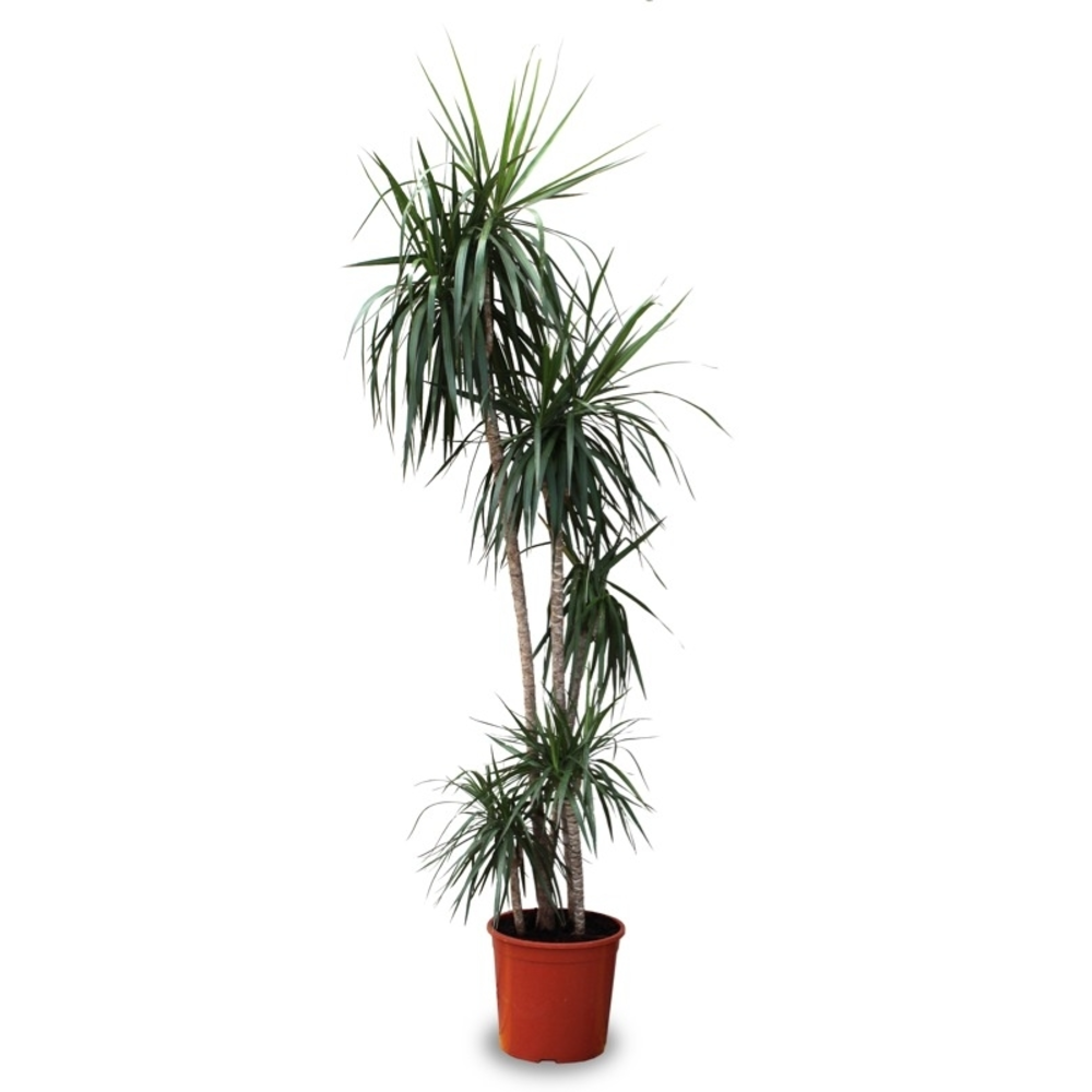 DRACENA MARGINATA MACETA 10 LITROS
