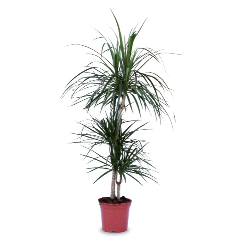 DRACENA MARGINATA MACETA 10 LITROS