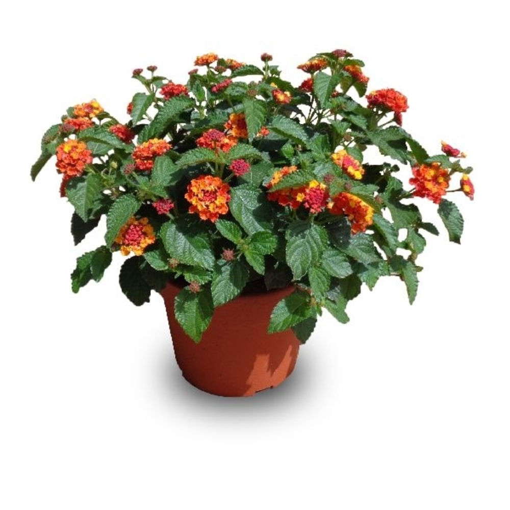 Lantana en maceta