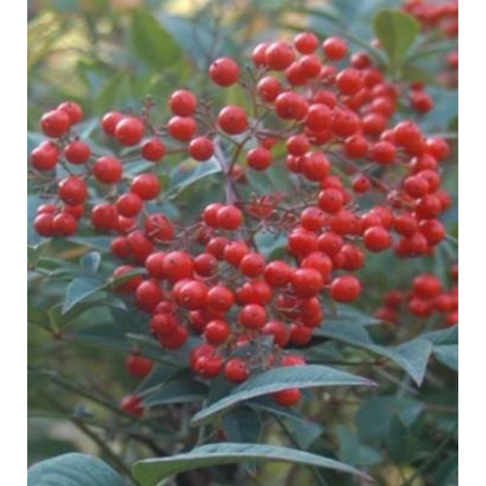 Nandina arbusto ornamental de exterior