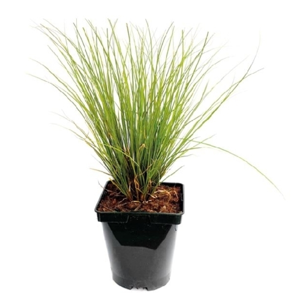 GRAMINEA