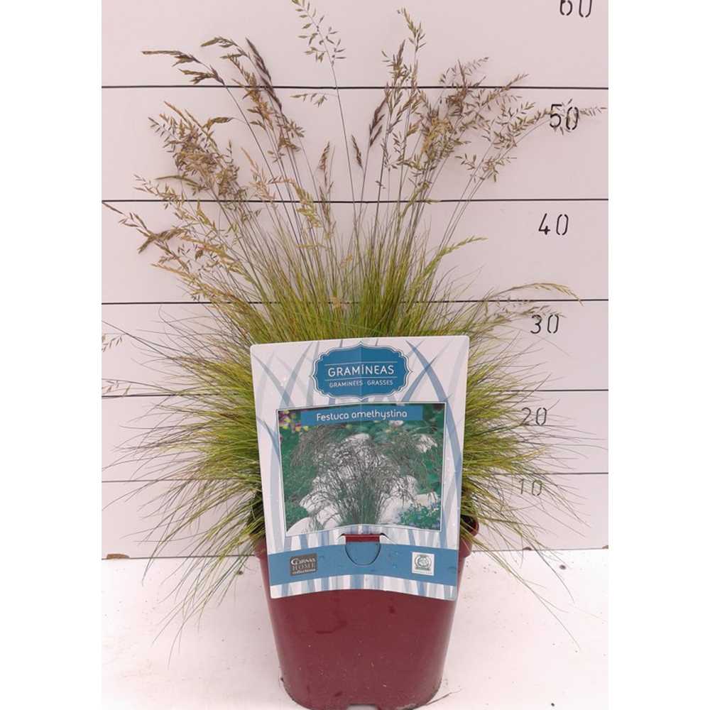 GRAMINEA