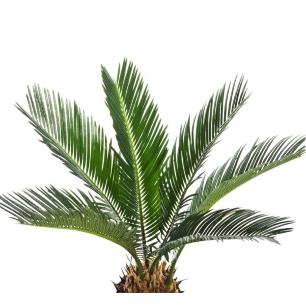 Palmera Cyca