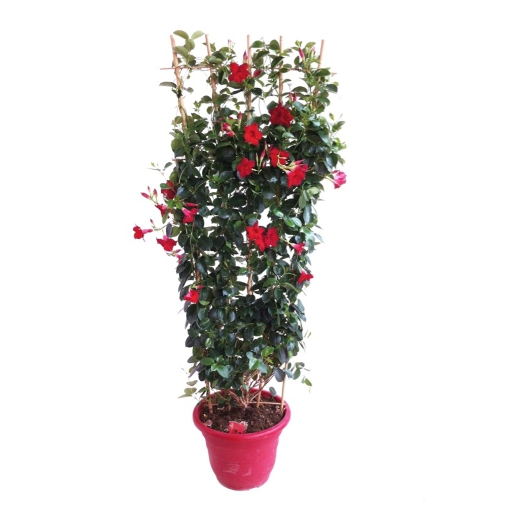 JAZMIN DE CHILE 3L ESPALDERA 7CM