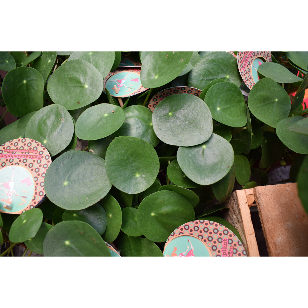 PILEA PEPEROMIOIDES MACETA 12CM