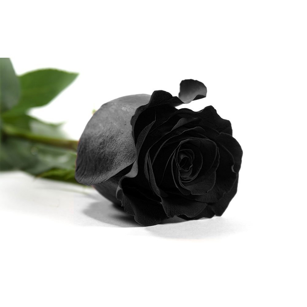 ROSA ETERNA ROJA