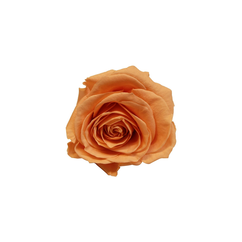 ROSA ETERNA ROJA