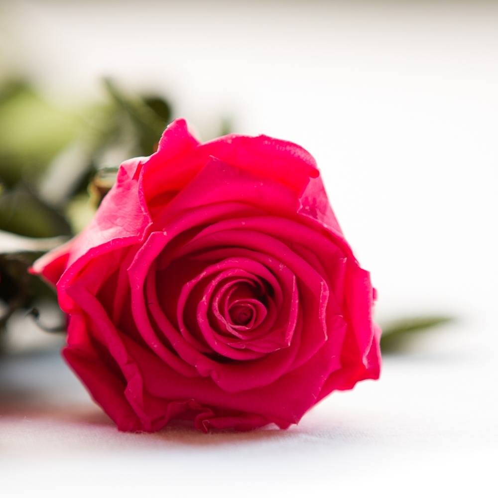 ROSA ETERNA ROJA