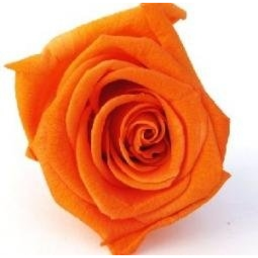 ROSA ETERNA ROJA