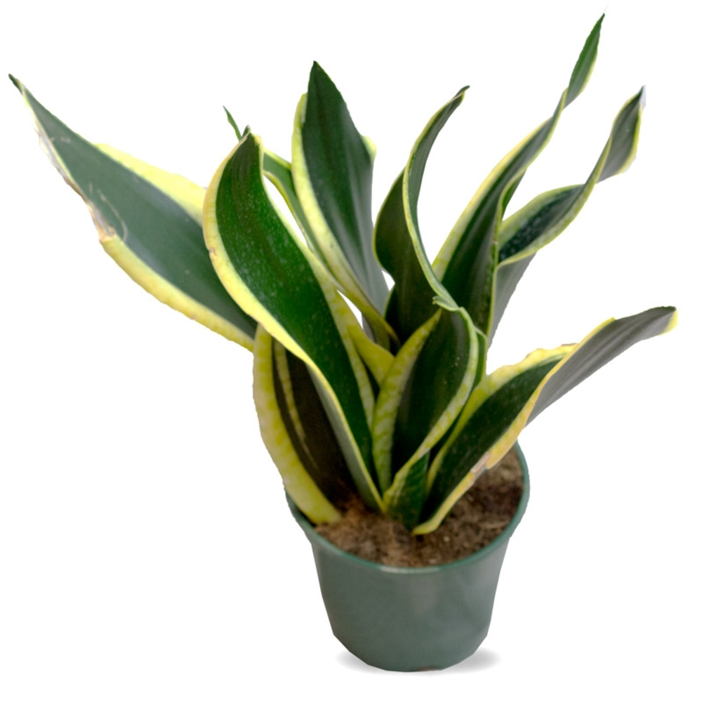 SANSEVIERIA MACETA 17CM