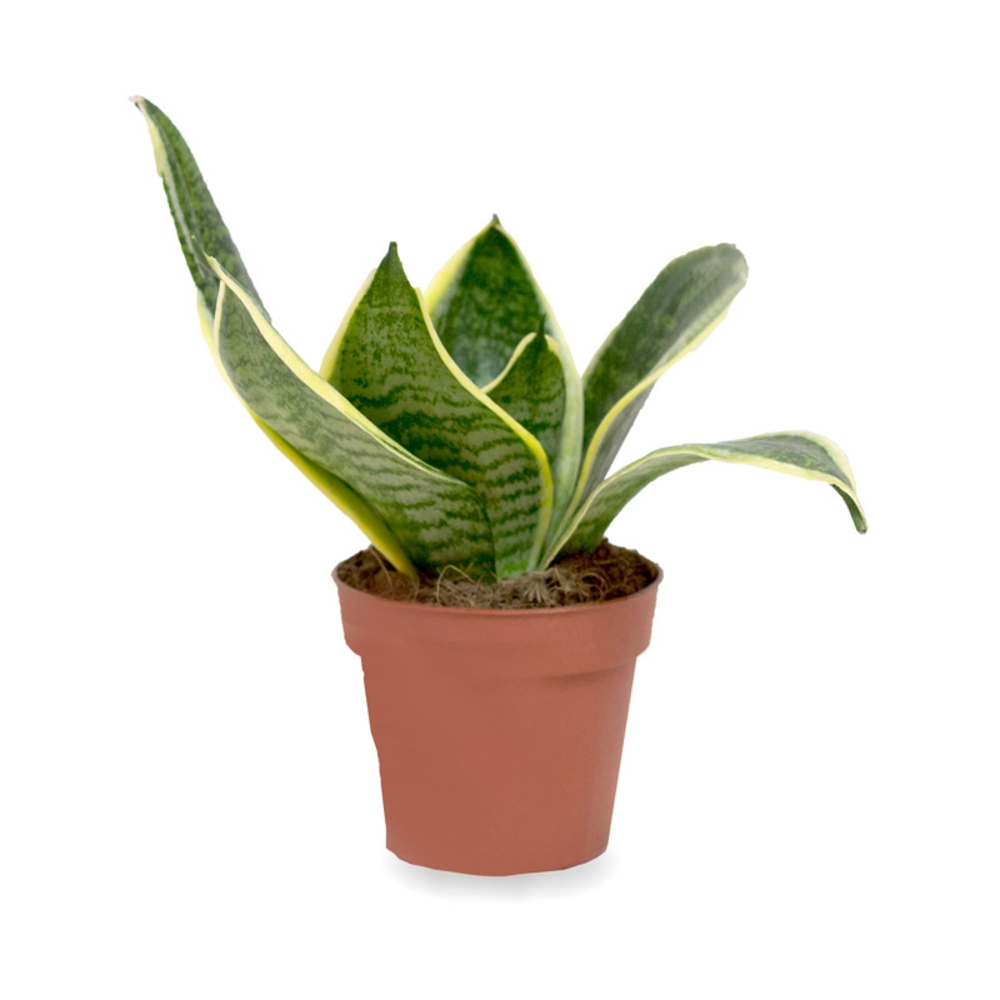 SANSEVIERIA MACETA 17CM