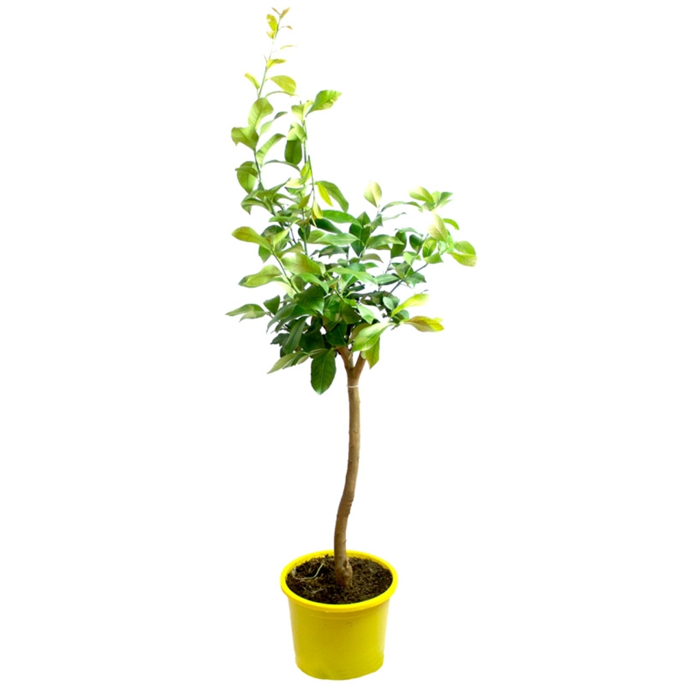 LIMONERO 5L