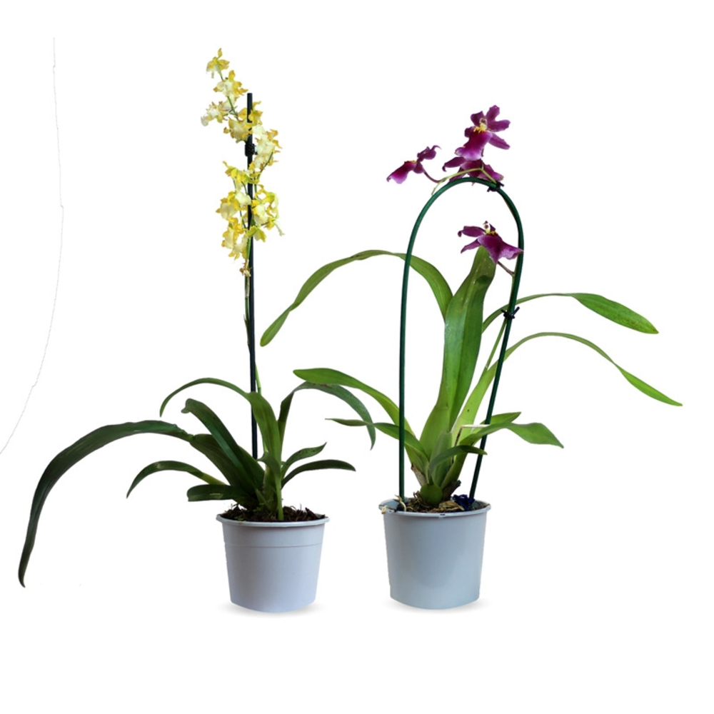 ORQUIDEAS VARIEDADES maceta 9 cm de diametro