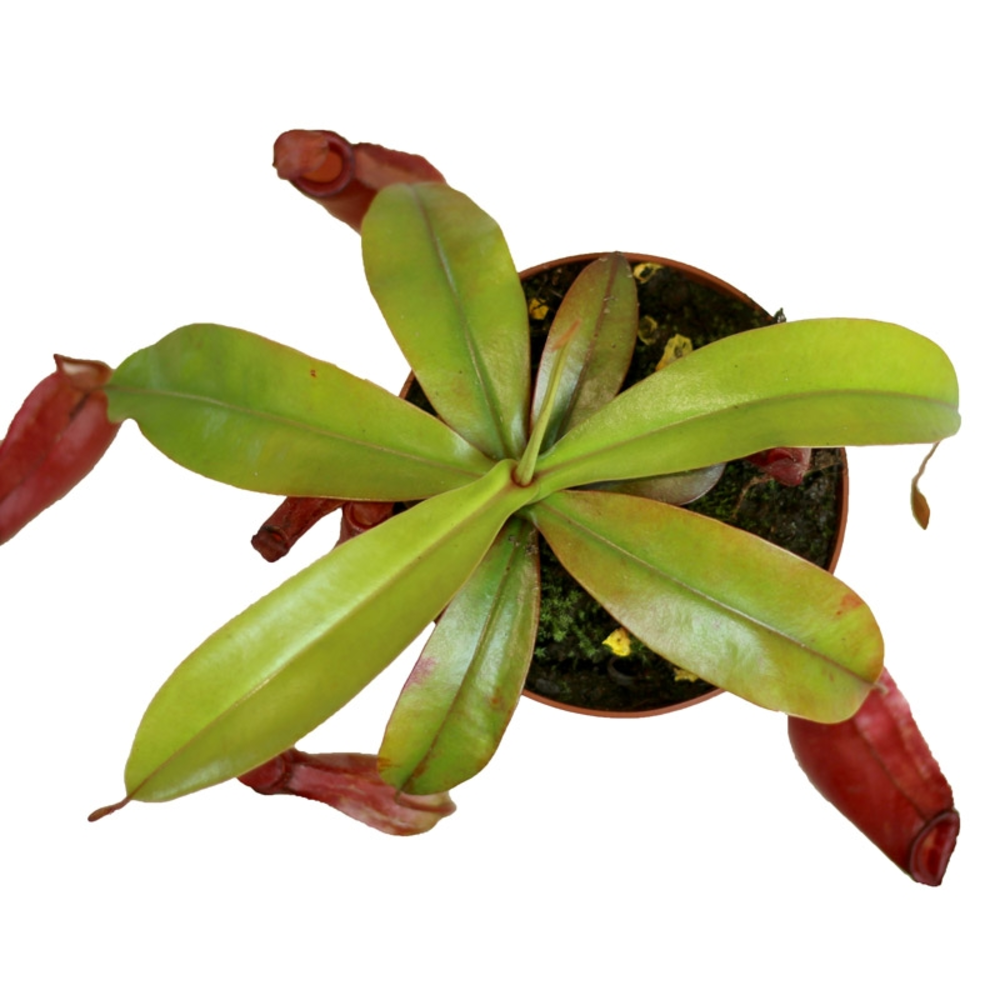 CARNIVORA MIX 12 CM