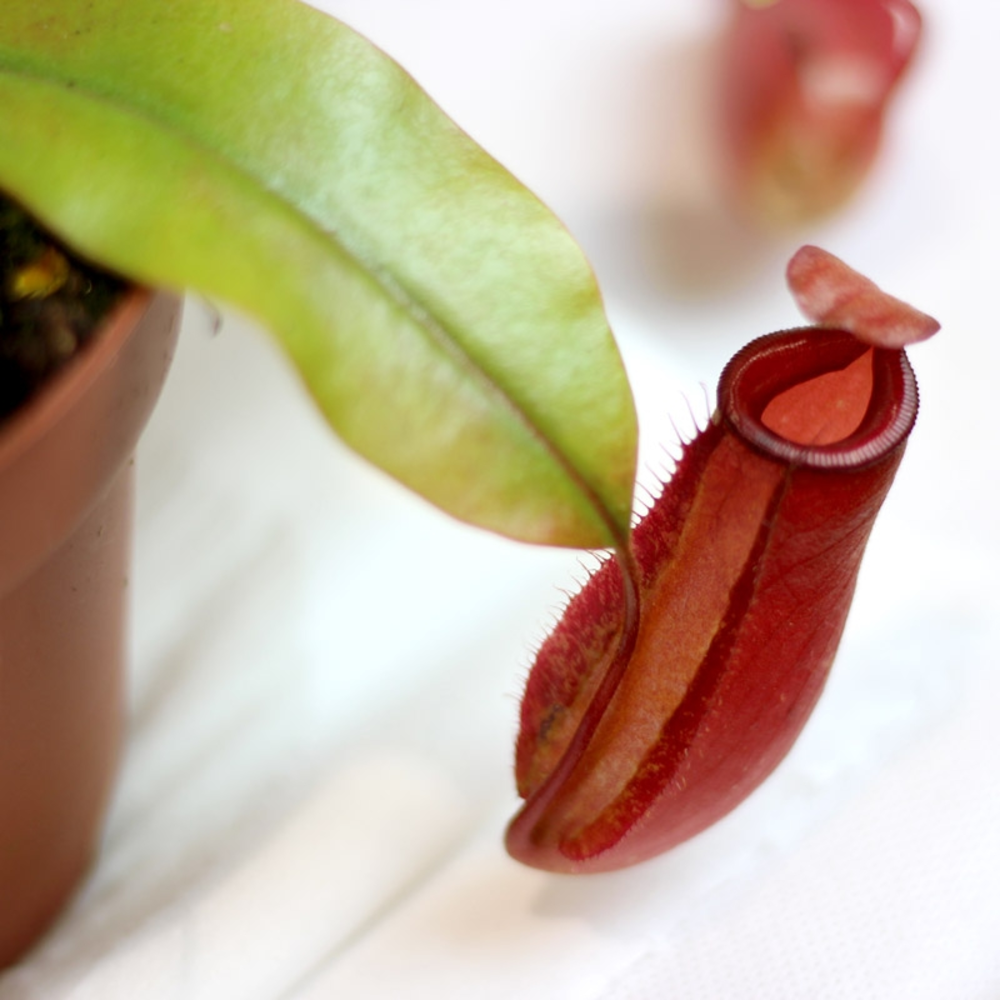 CARNIVORA MIX 12 CM