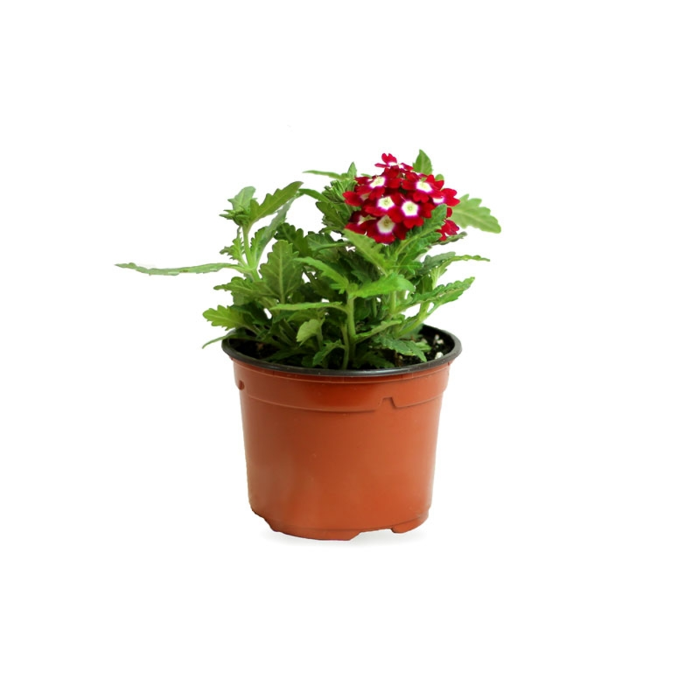 VERBENA M11